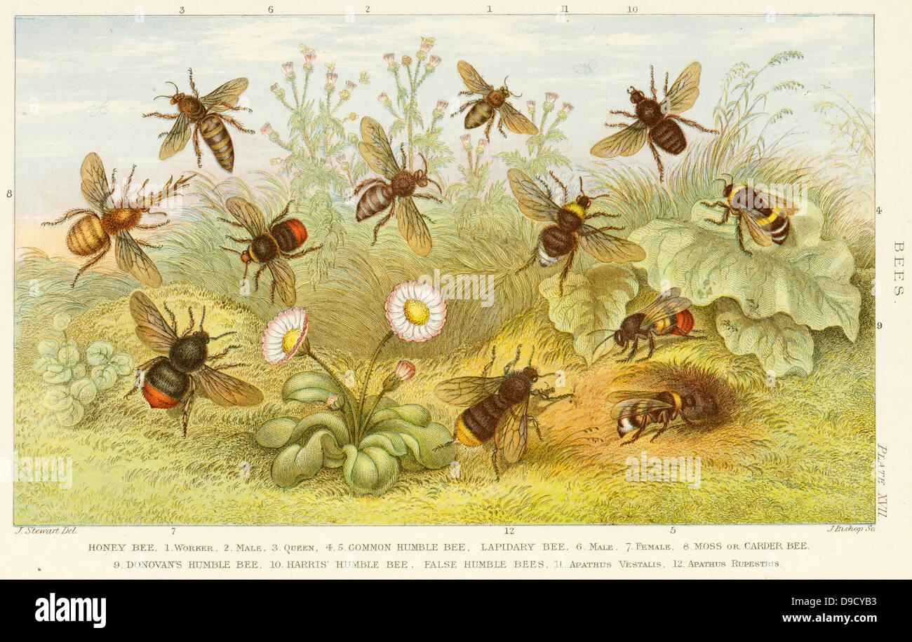 Various species of bee, including  the Honey Bee Queen, Worker, and Drone, and various Bumble bees; Coloured-printed engraving, London, 1888. Stock Photo