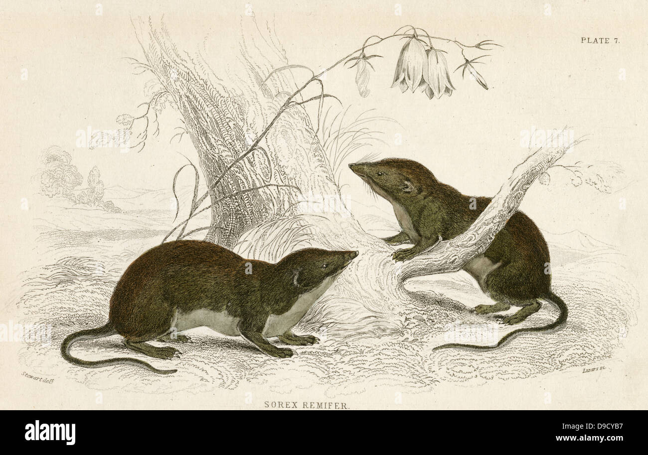 Oared Shrew - Sorex remiger? - Possibly varient specimens of the Water Shrew - Sorex fodiens . Hand-coloured engraving from A History of British Quadrupeds, Edinburgh, 1838. Stock Photo