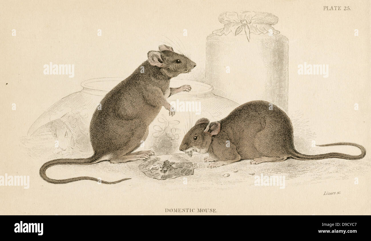 House Mouse - Mus musculus: Small rodent. Hand-coloured engraving from A History of British Quadrupeds,  Edinburgh, 1838. Stock Photo