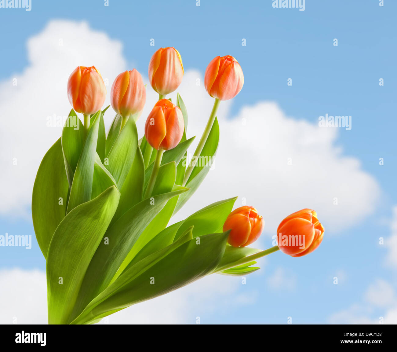 Beautiful orange tulips against the sky.Shallow focus Stock Photo