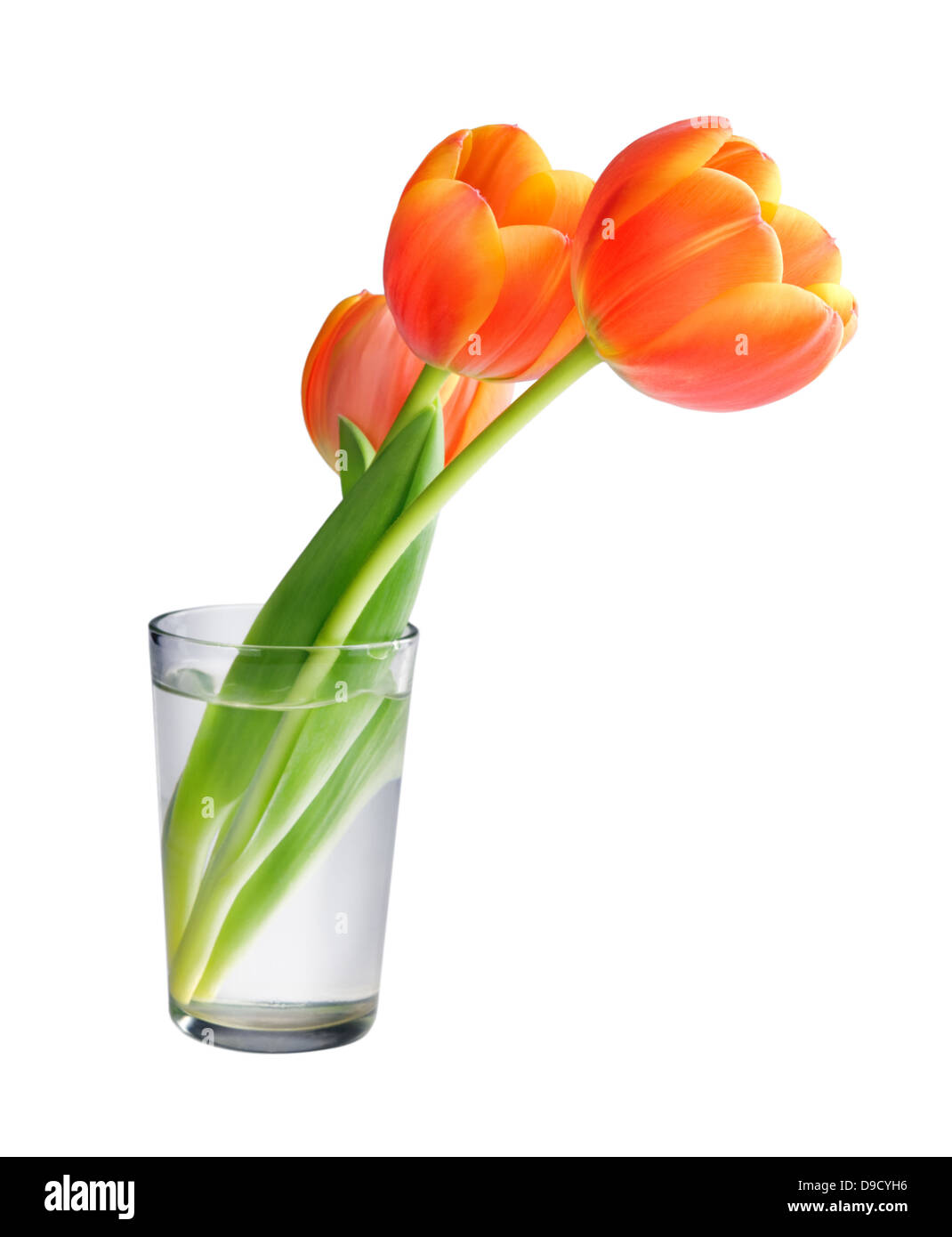 Tulips in the vase isolated on white background Stock Photo - Alamy