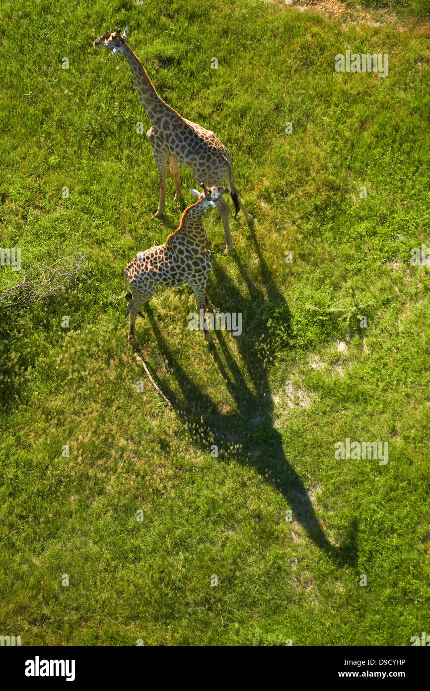 Giraffe, Okavango Delta, Botswana, Africa - aerial Stock Photo
