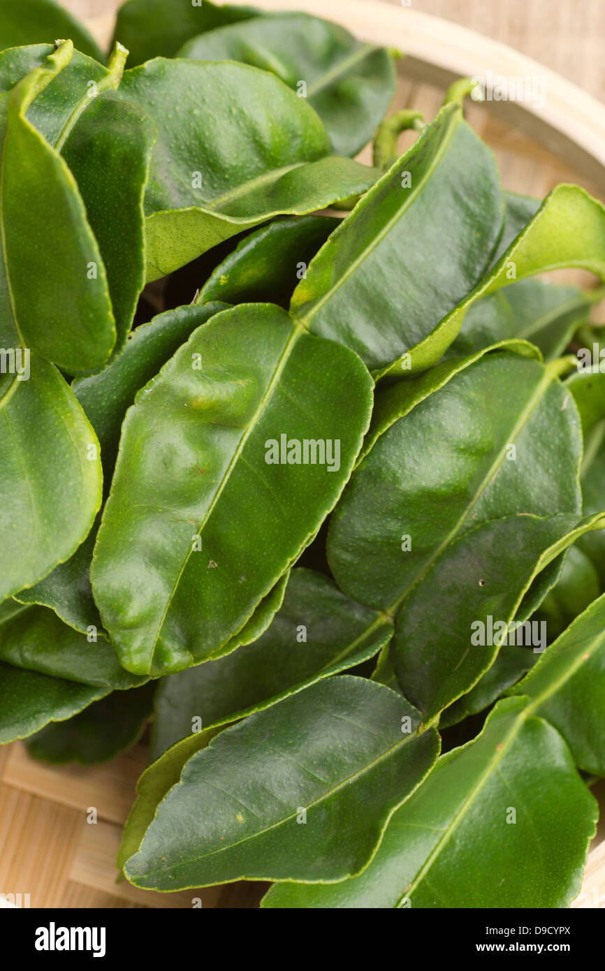 Kaffir Lime Leaves or Daun Limau Purut Stock Photo