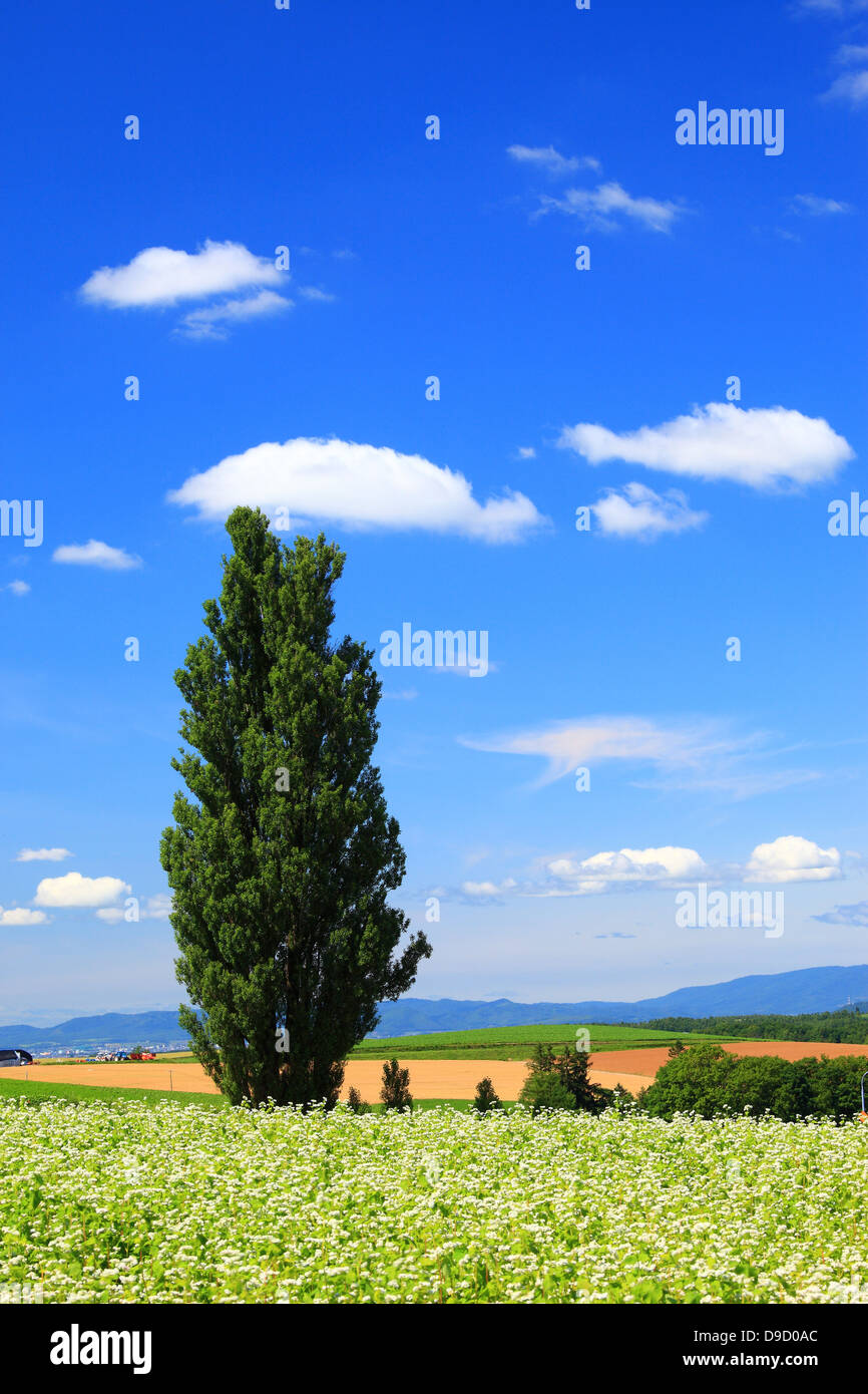 Tree, buckwheat field and sky, Hokkaido Stock Photo