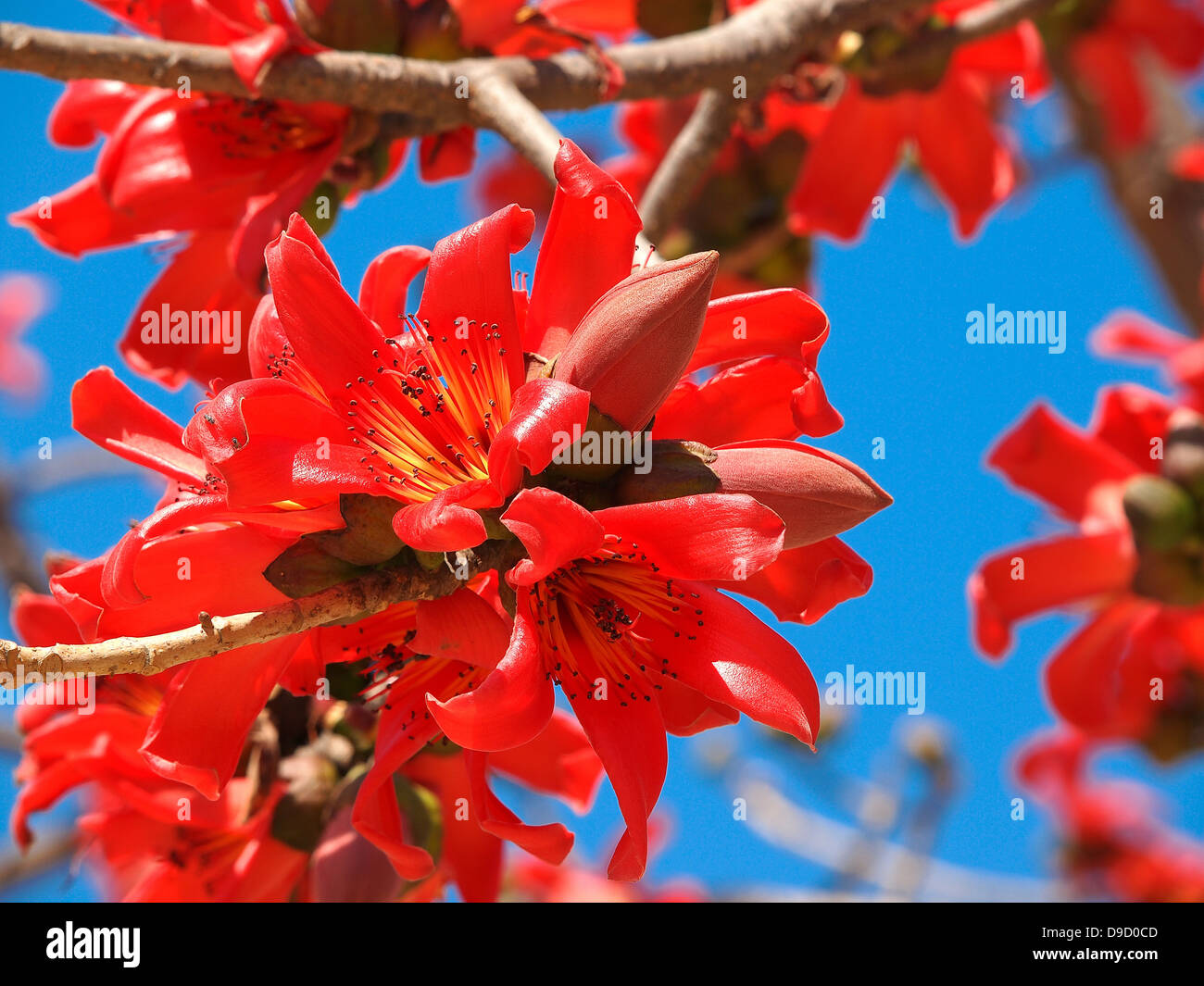 Blossoms of the Red Silk Cotton Tree Stock Photo