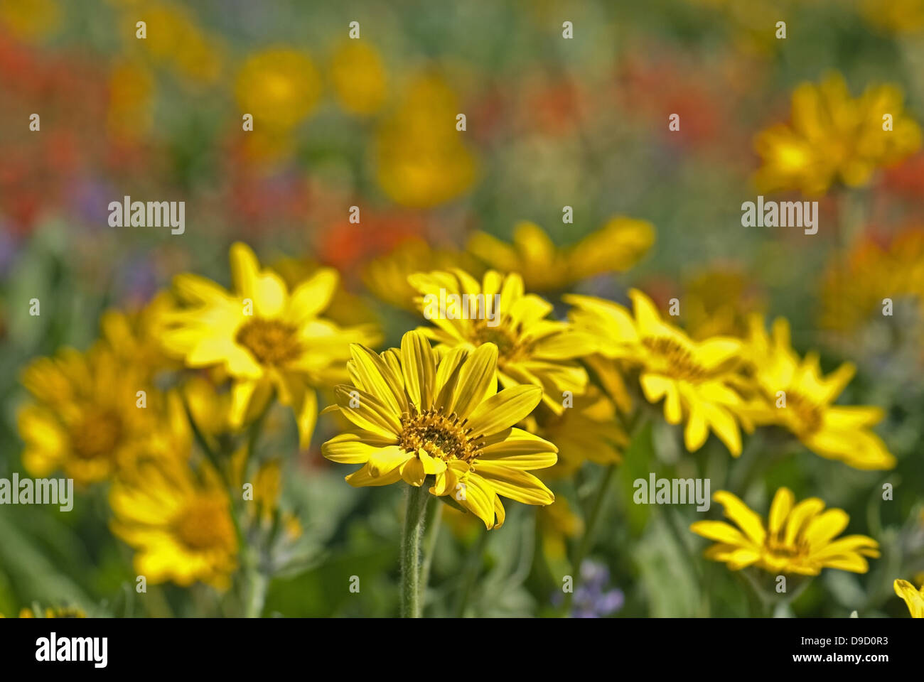 Indian wild flowers hi-res stock photography and images - Alamy