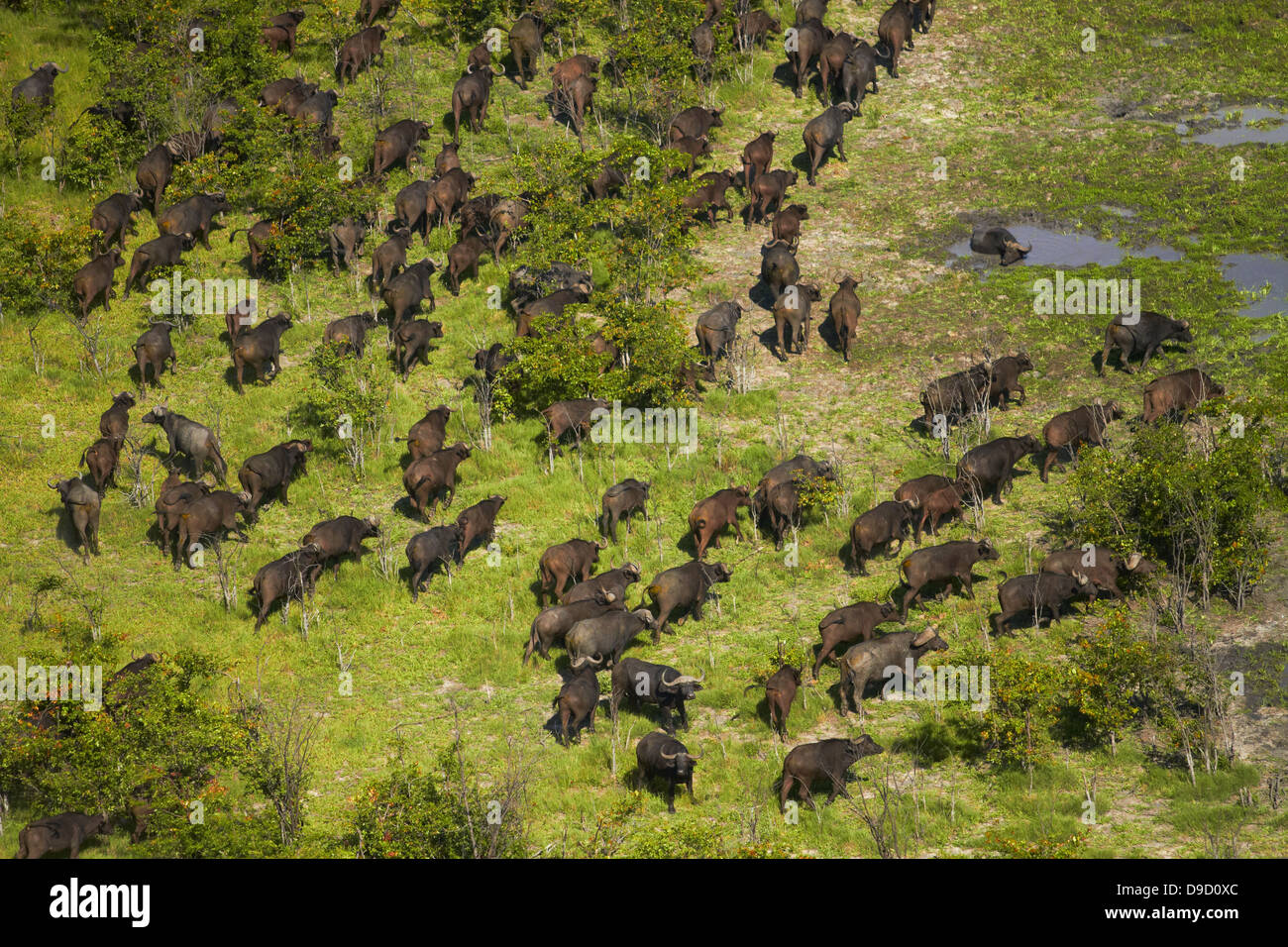 Cape buffalo (Syncerus caffer caffer), Okavango Delta, Botswana, Africa - aerial Stock Photo