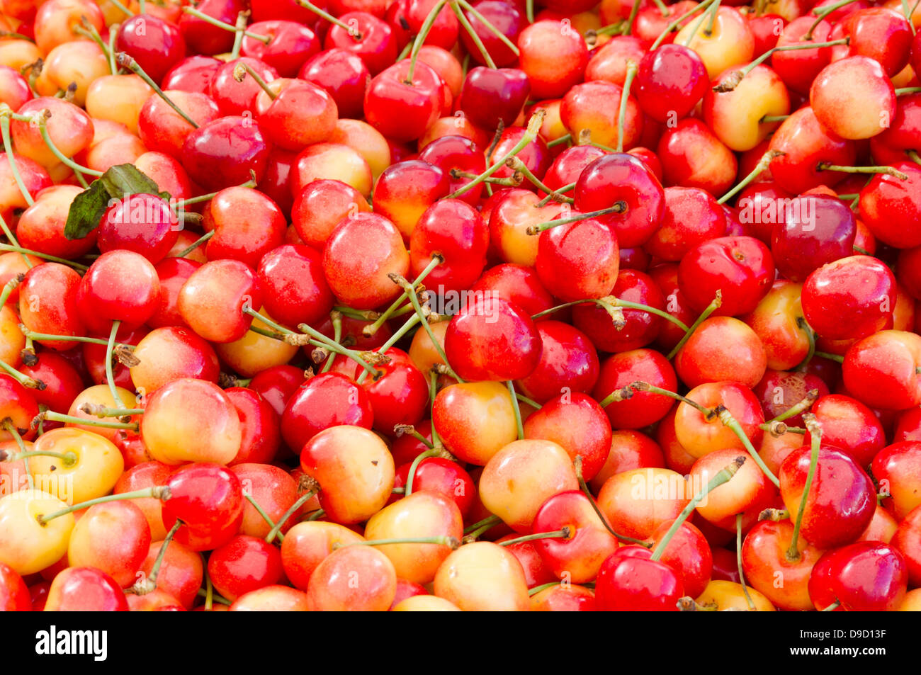 Colorful fresh Queen Anne cherries on display at the farmers market