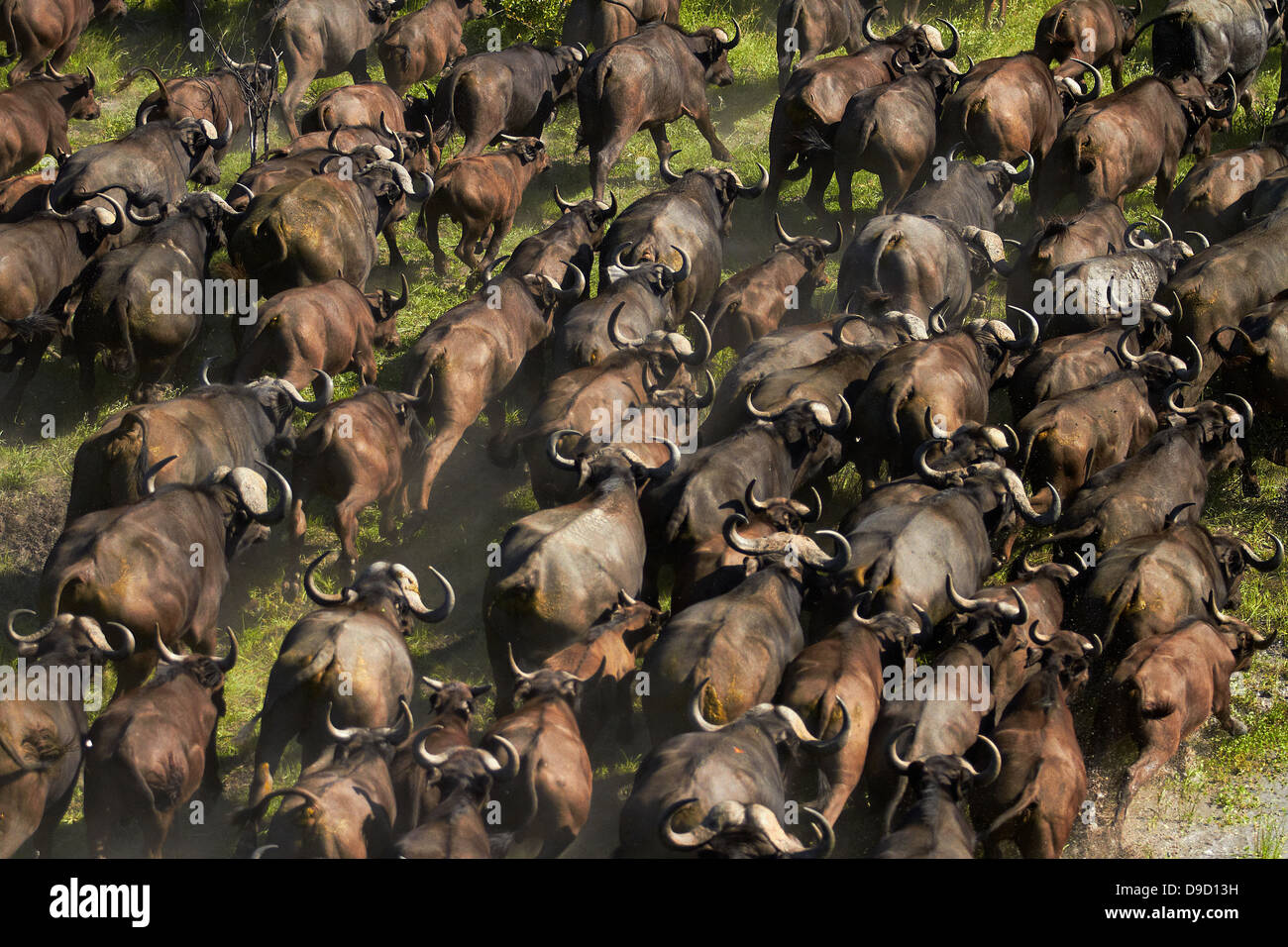 Cape buffalo (Syncerus caffer caffer), Okavango Delta, Botswana, Africa - aerial Stock Photo