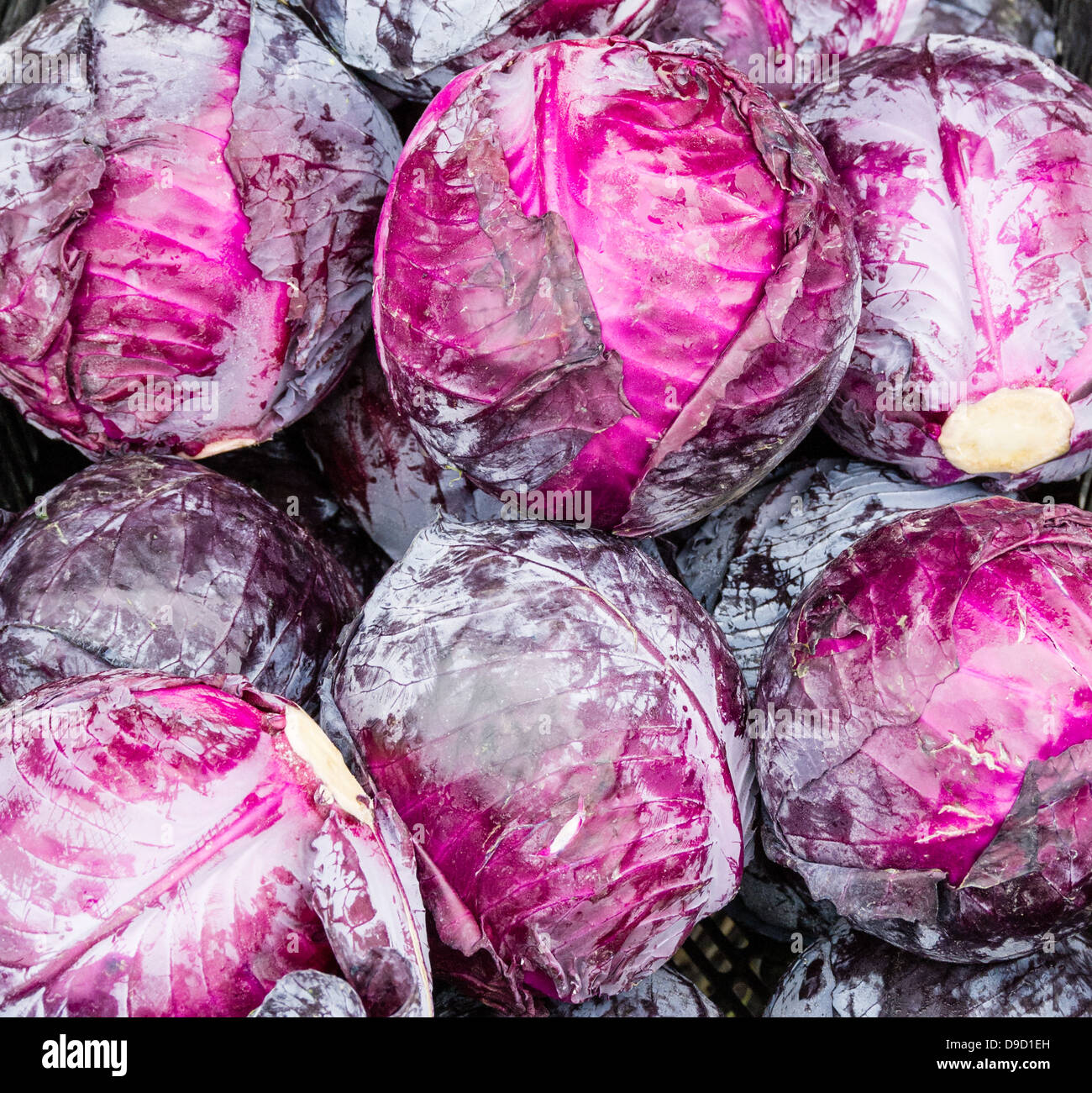 Fresh picked red cabbage on display at the farmer's market Stock Photo