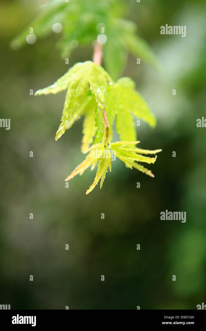 Maple leaves sprout hi-res stock photography and images - Alamy
