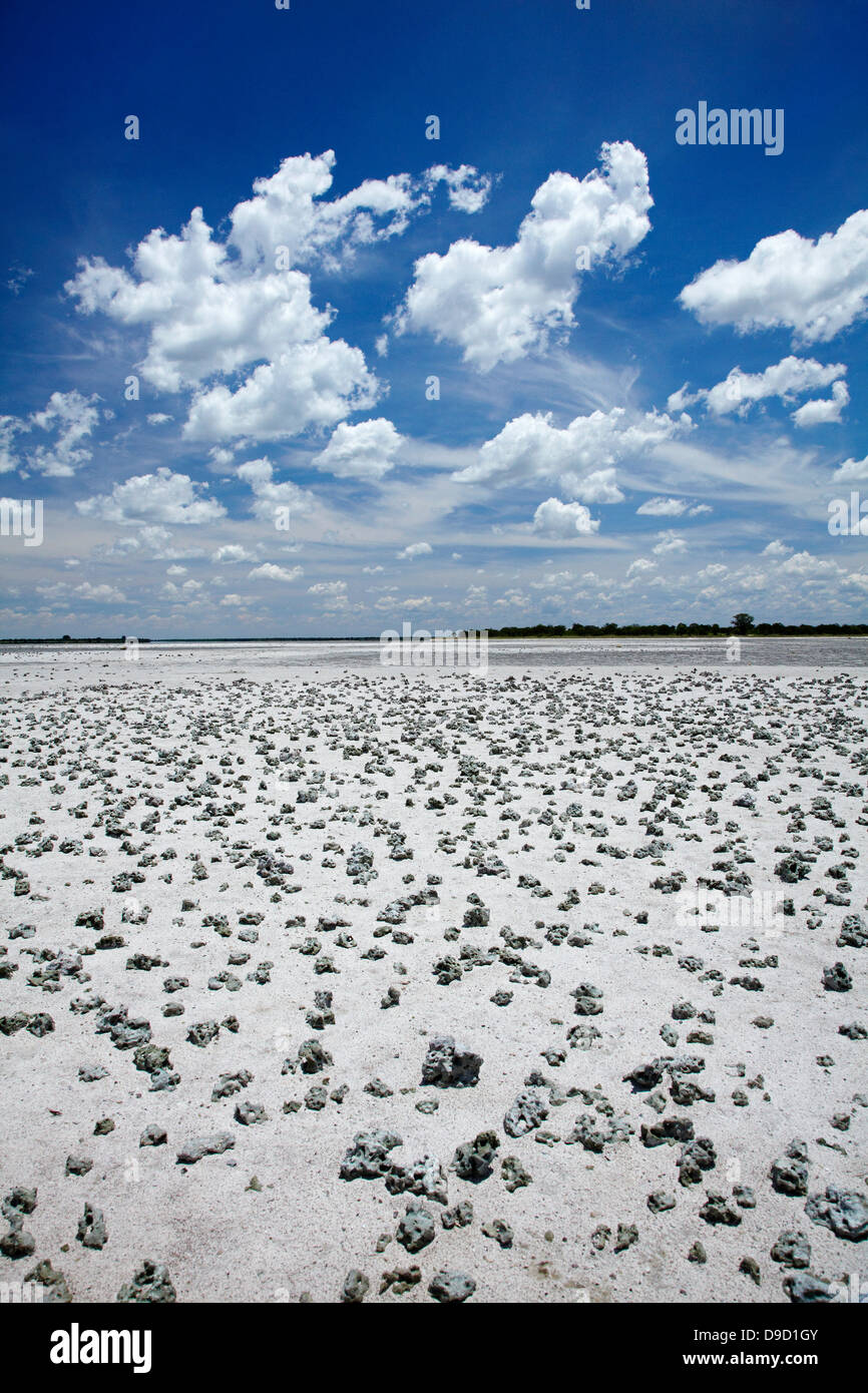 Kudiakam Pan near Baines Baobabs, Nxai Pan National Park, Botswana, Africa Stock Photo