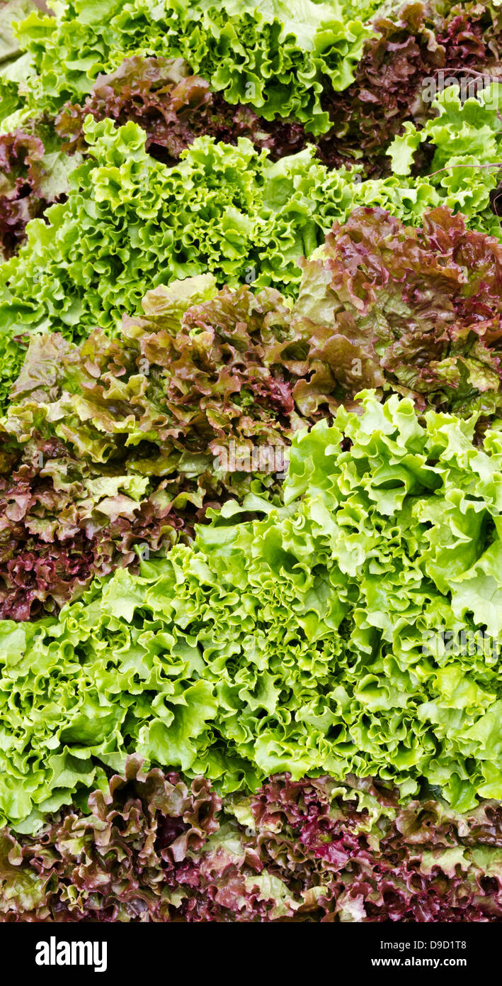 Red and green leaf lettuce on display at the farmer's market Stock Photo
