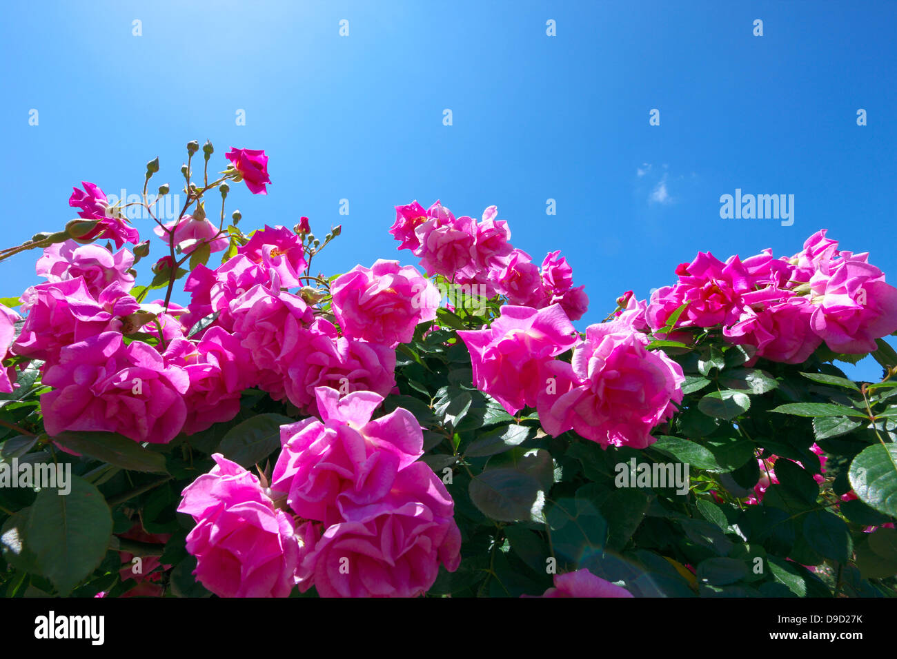 Pink roses and blue sky Stock Photo - Alamy