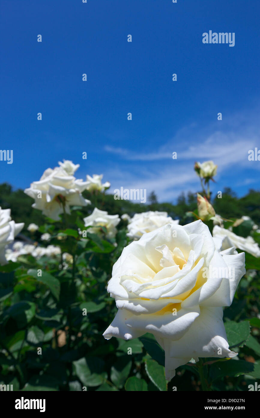 White roses and blue sky Stock Photo - Alamy