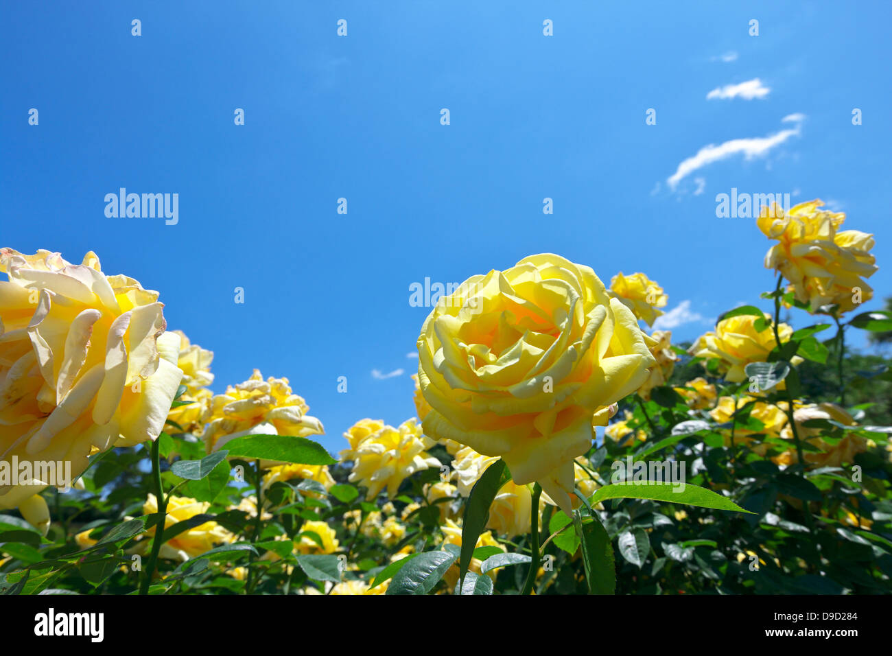 Yellow roses and blue sky Stock Photo - Alamy