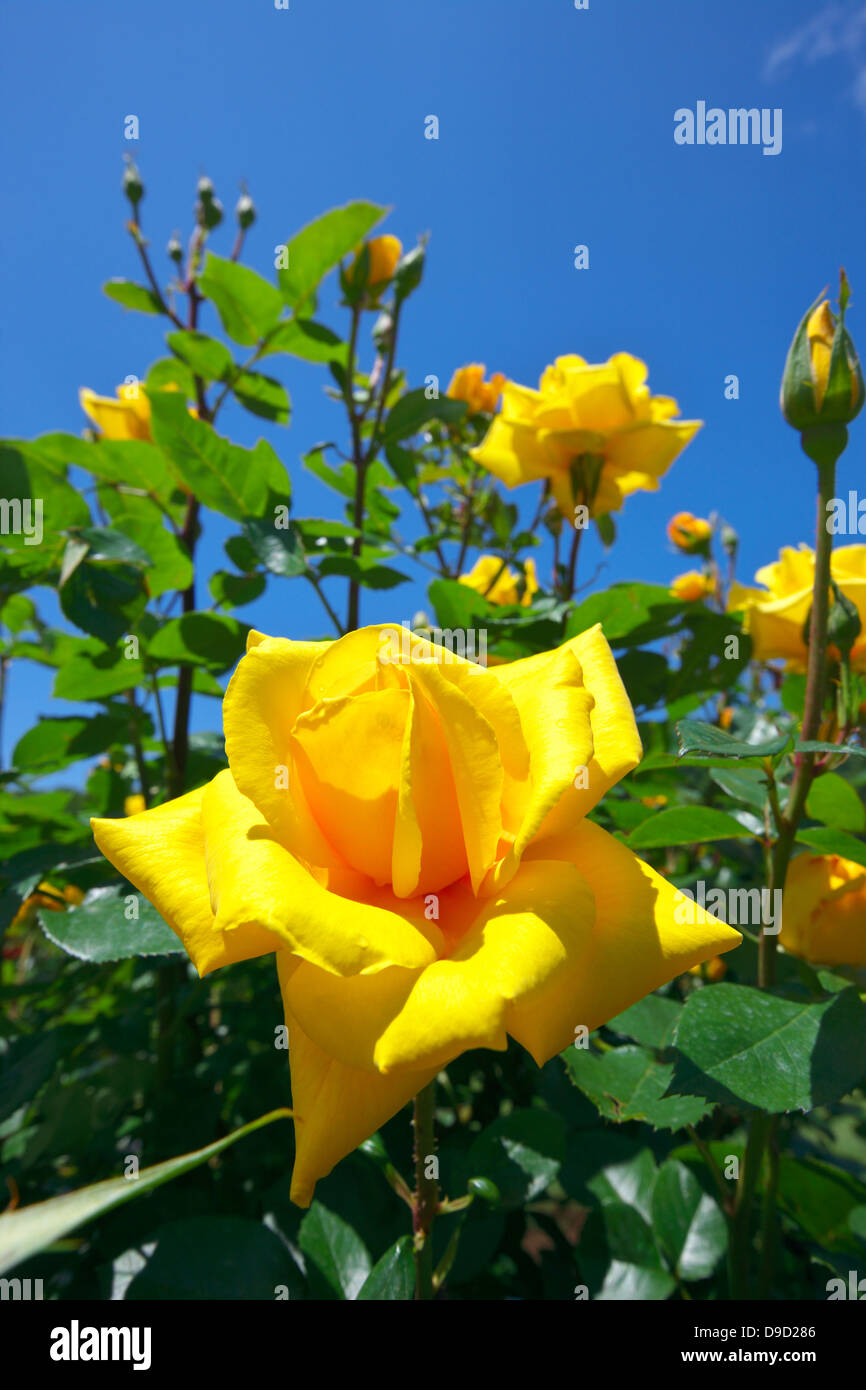 Yellow roses and blue sky Stock Photo - Alamy