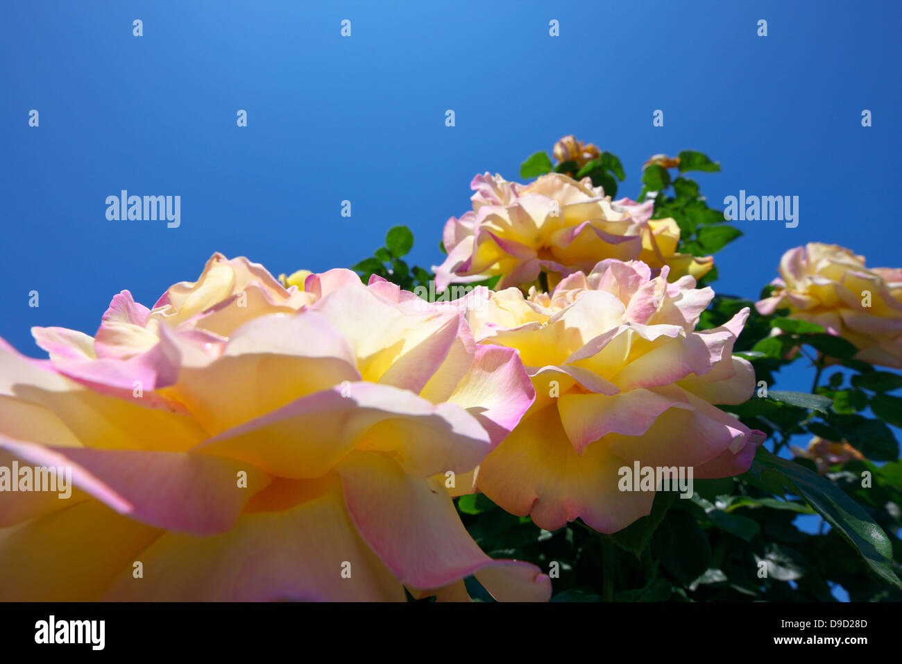 Bicolor roses hi-res stock photography and images - Alamy