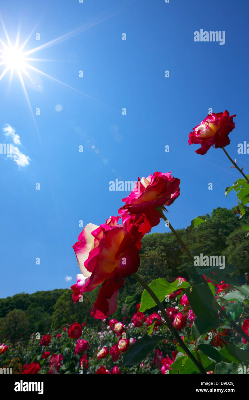 Roses and blue sky Stock Photo - Alamy