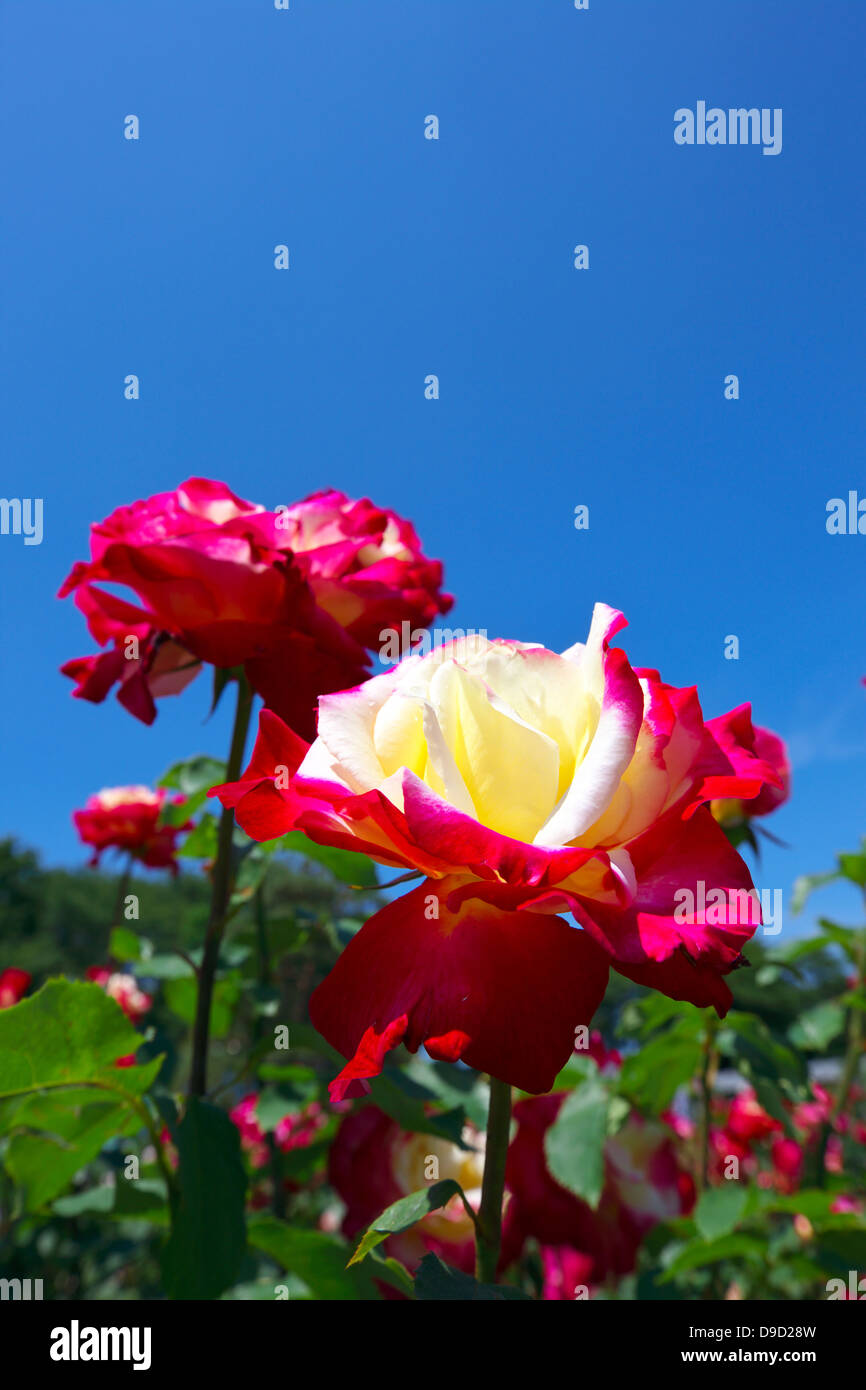 Roses and blue sky Stock Photo - Alamy