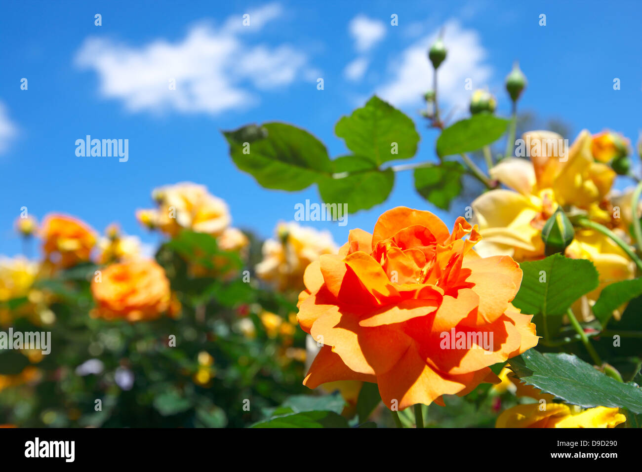 Yellow roses and blue sky Stock Photo - Alamy