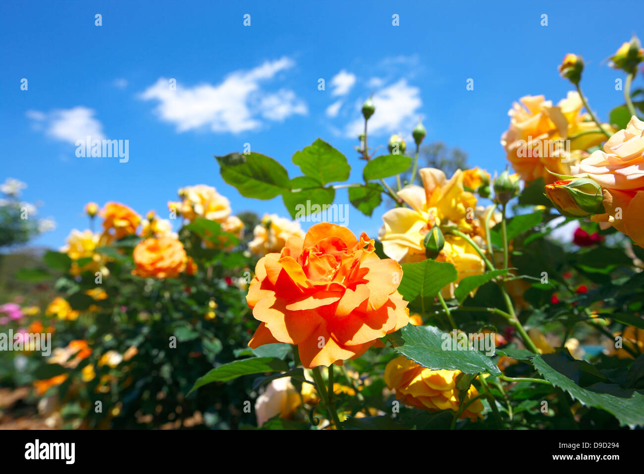 Yellow roses and blue sky Stock Photo - Alamy