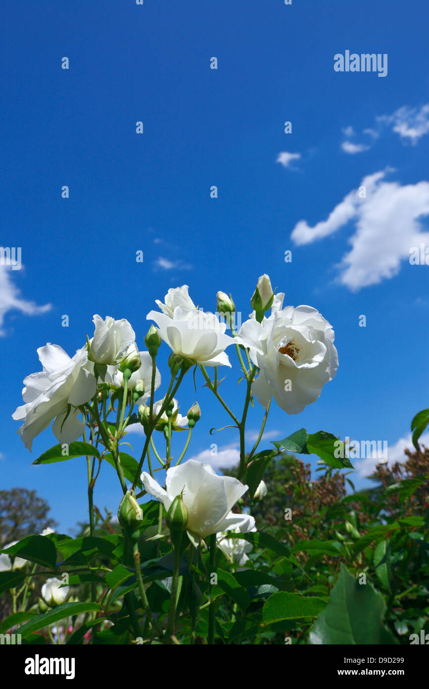 White roses and blue sky Stock Photo - Alamy