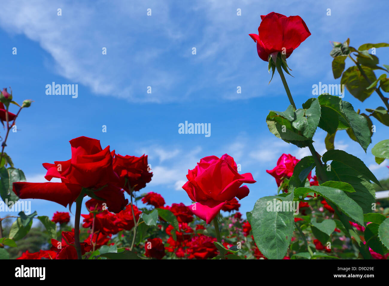 Red roses and blue sky Stock Photo Alamy