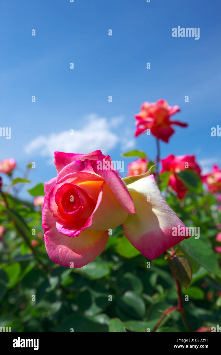 Roses and blue sky Stock Photo - Alamy