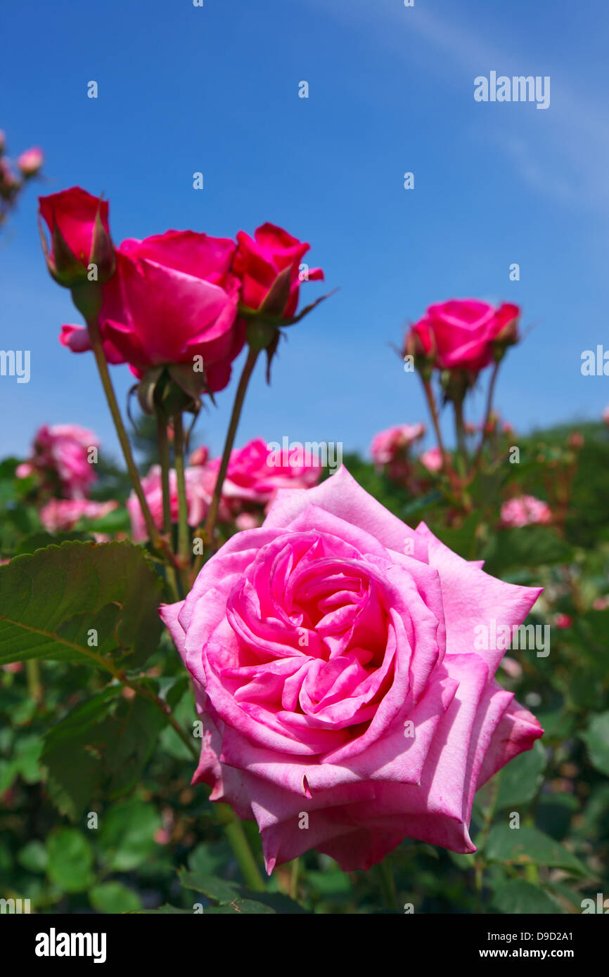 Pink roses and blue sky Stock Photo - Alamy