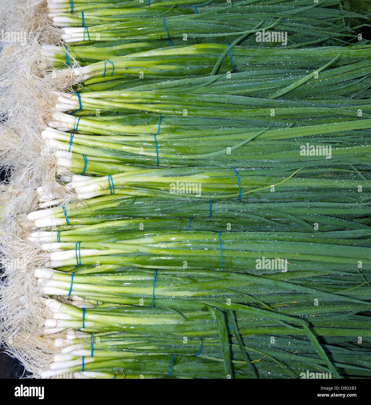 Freshly harvested green onions or scallions on display at the farmer's market Stock Photo