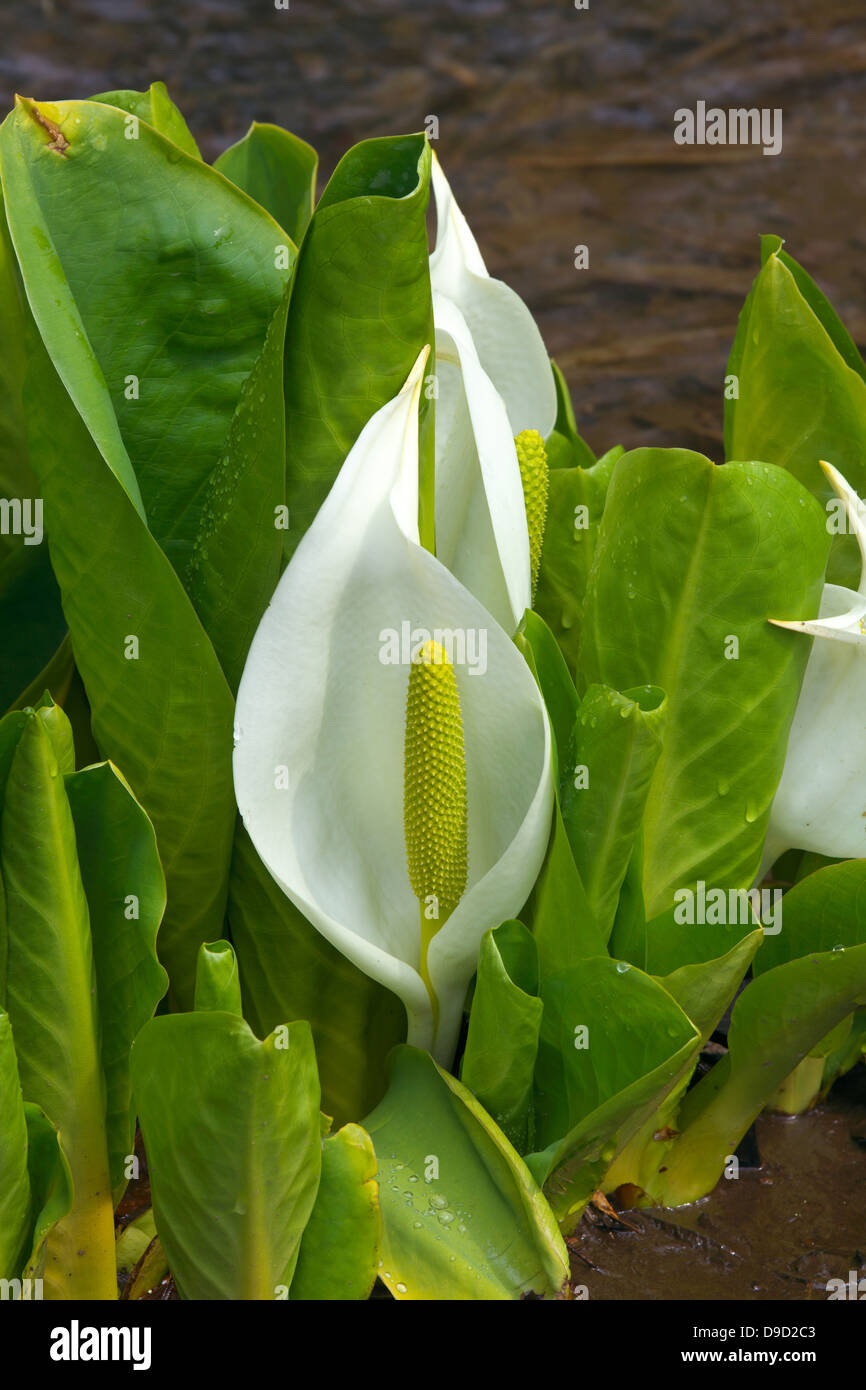 Skunk cabbage flowers Stock Photo Alamy