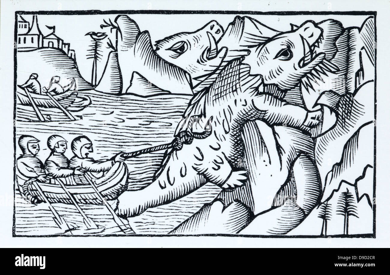 Hunting Walrus . Woodcut from Historia de gentibus septentrionalibus, 1555, by Olaus Magnus. Walrus (Odobenus rosmarus laptev) Arctic marine mammal for centuries hunted for its meat, fat, skin, tusks and bones. Stock Photo