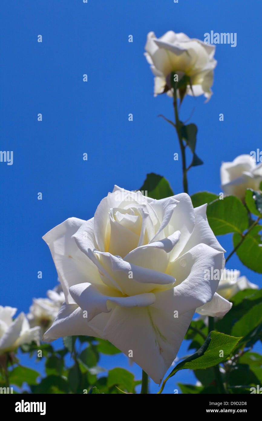 White roses and blue sky Stock Photo - Alamy