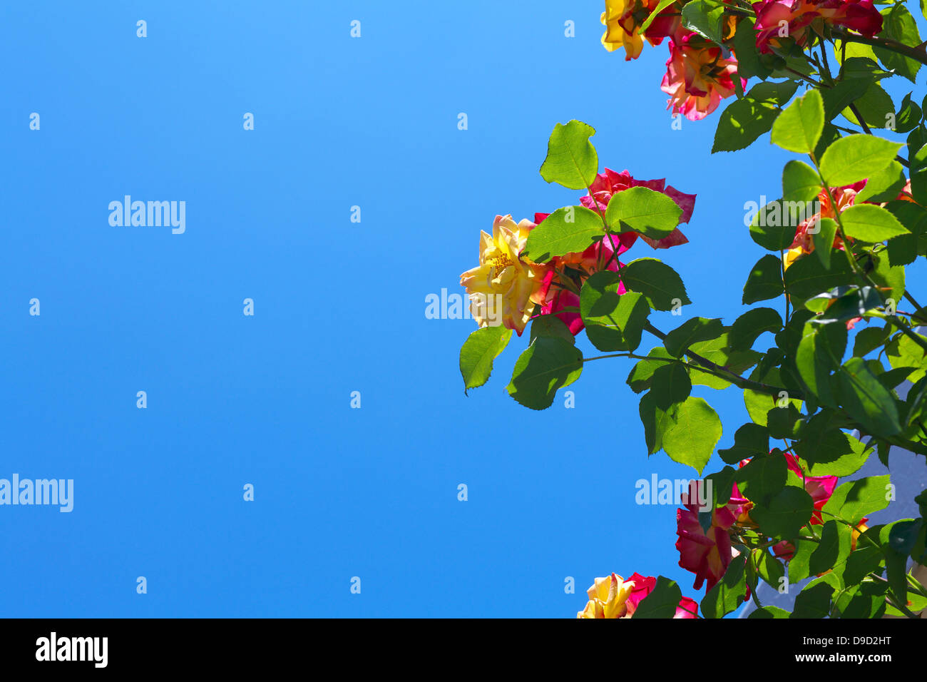 Roses and blue sky Stock Photo - Alamy