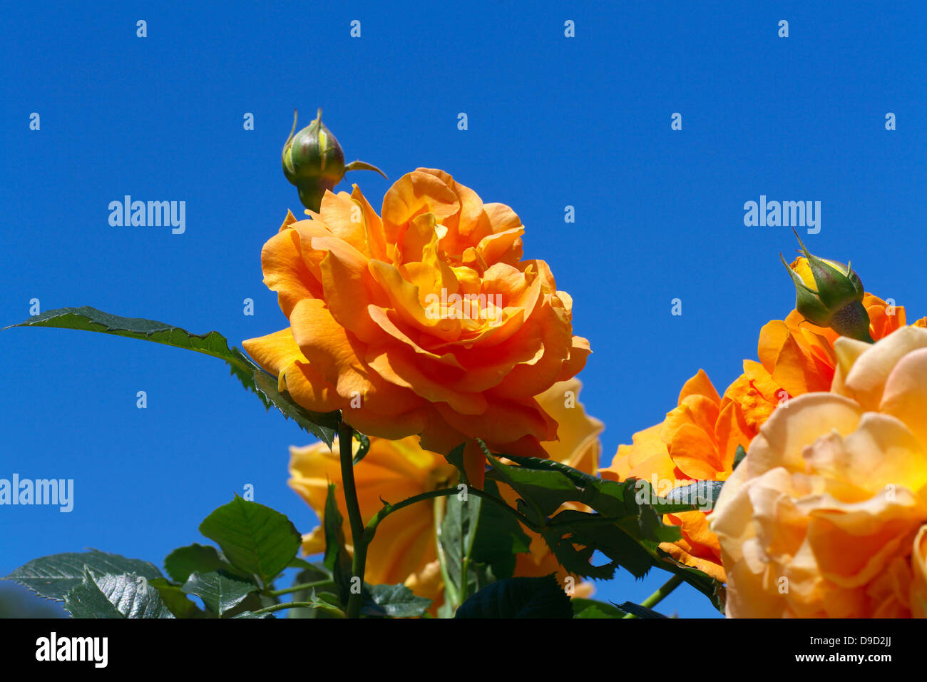 Yellow roses and blue sky Stock Photo - Alamy