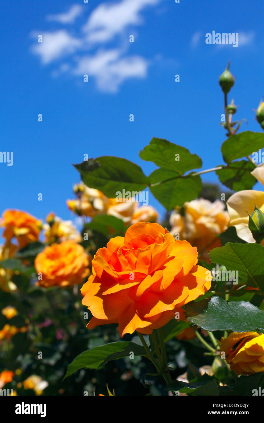 Yellow roses and blue sky Stock Photo - Alamy
