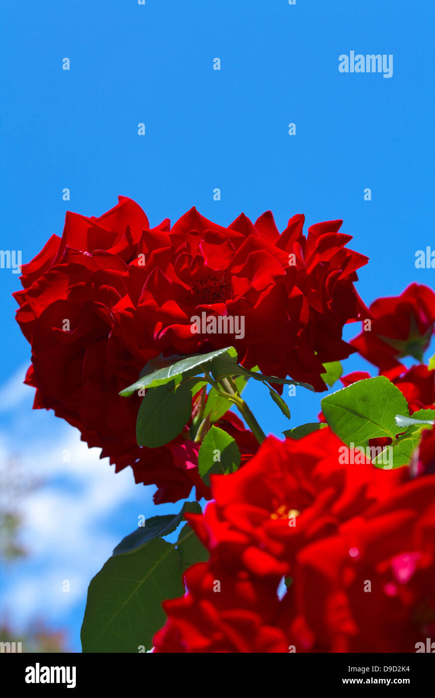 Red roses and blue sky Stock Photo Alamy