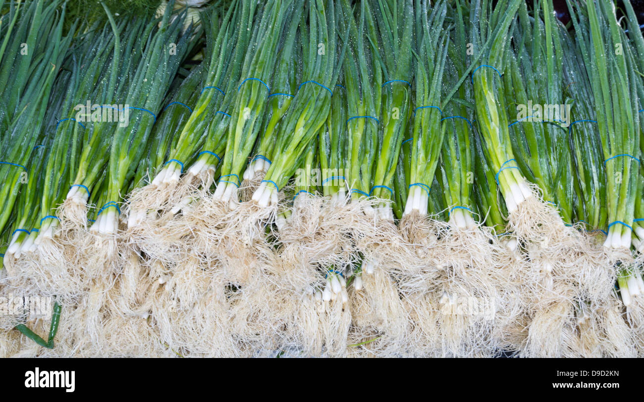 Freshly picked green onions or scallions on display at the farmer's market Stock Photo