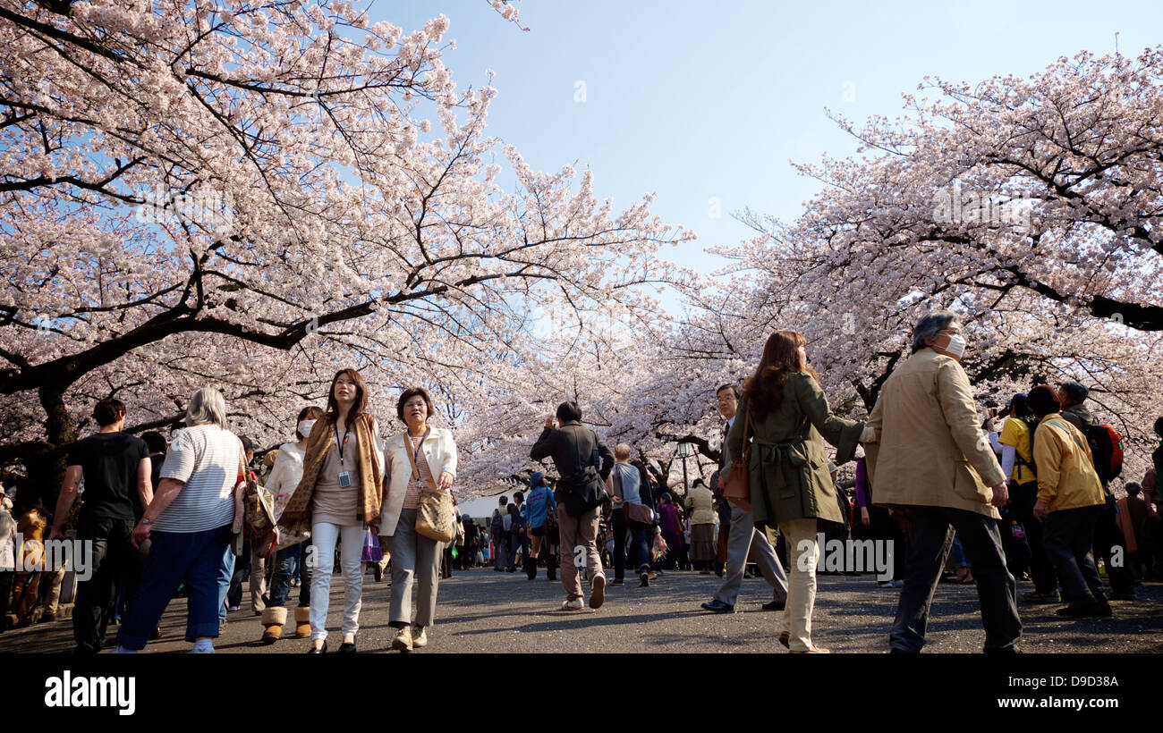 Large crowd at Kitanomaru National Garden for Cherry Blossom Viewing Stock Photo