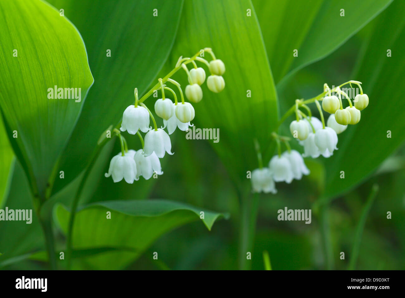 Lily of the valley flowers Stock Photo