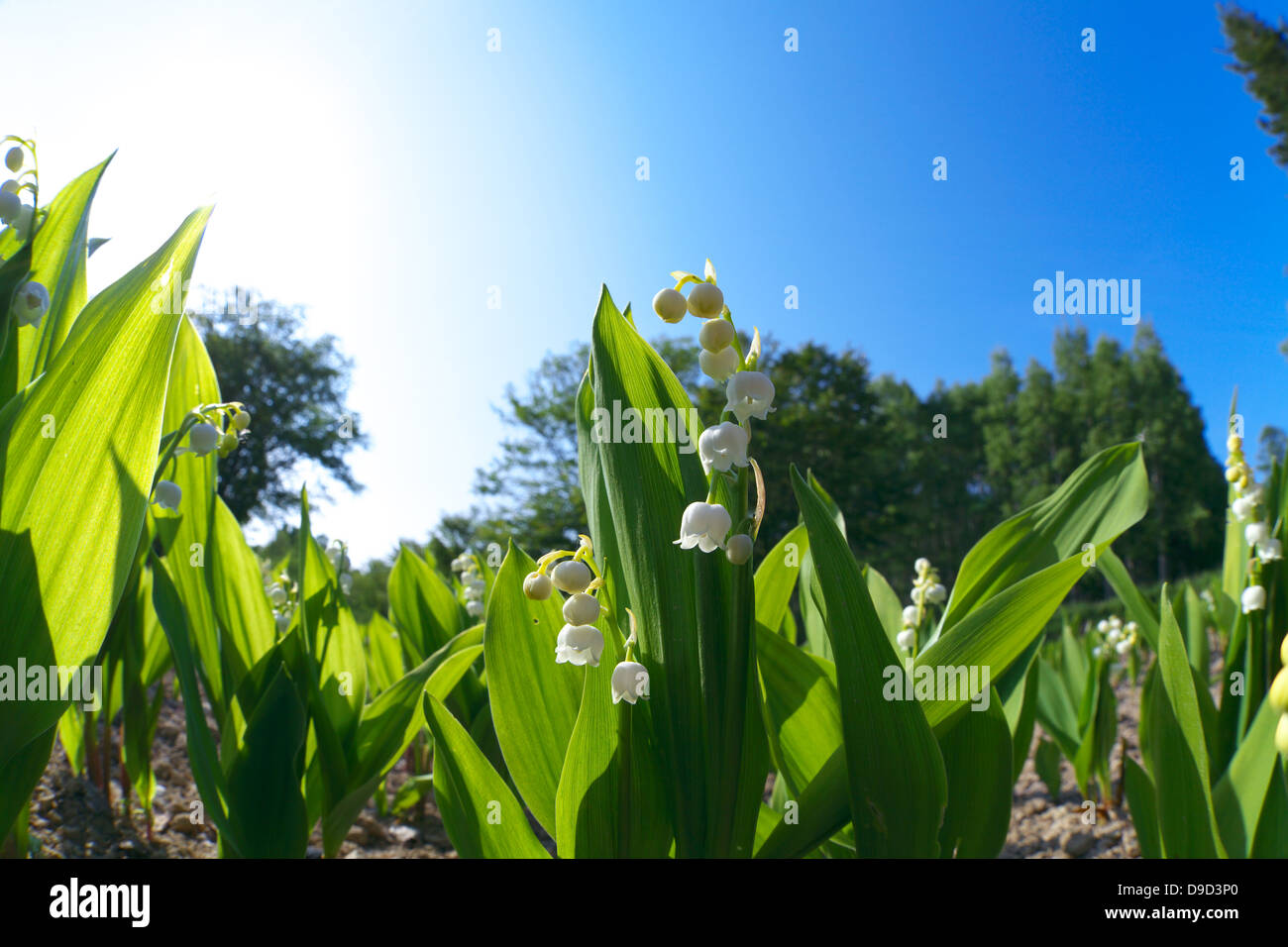 Lily of the valley tree hi-res stock photography and images - Alamy