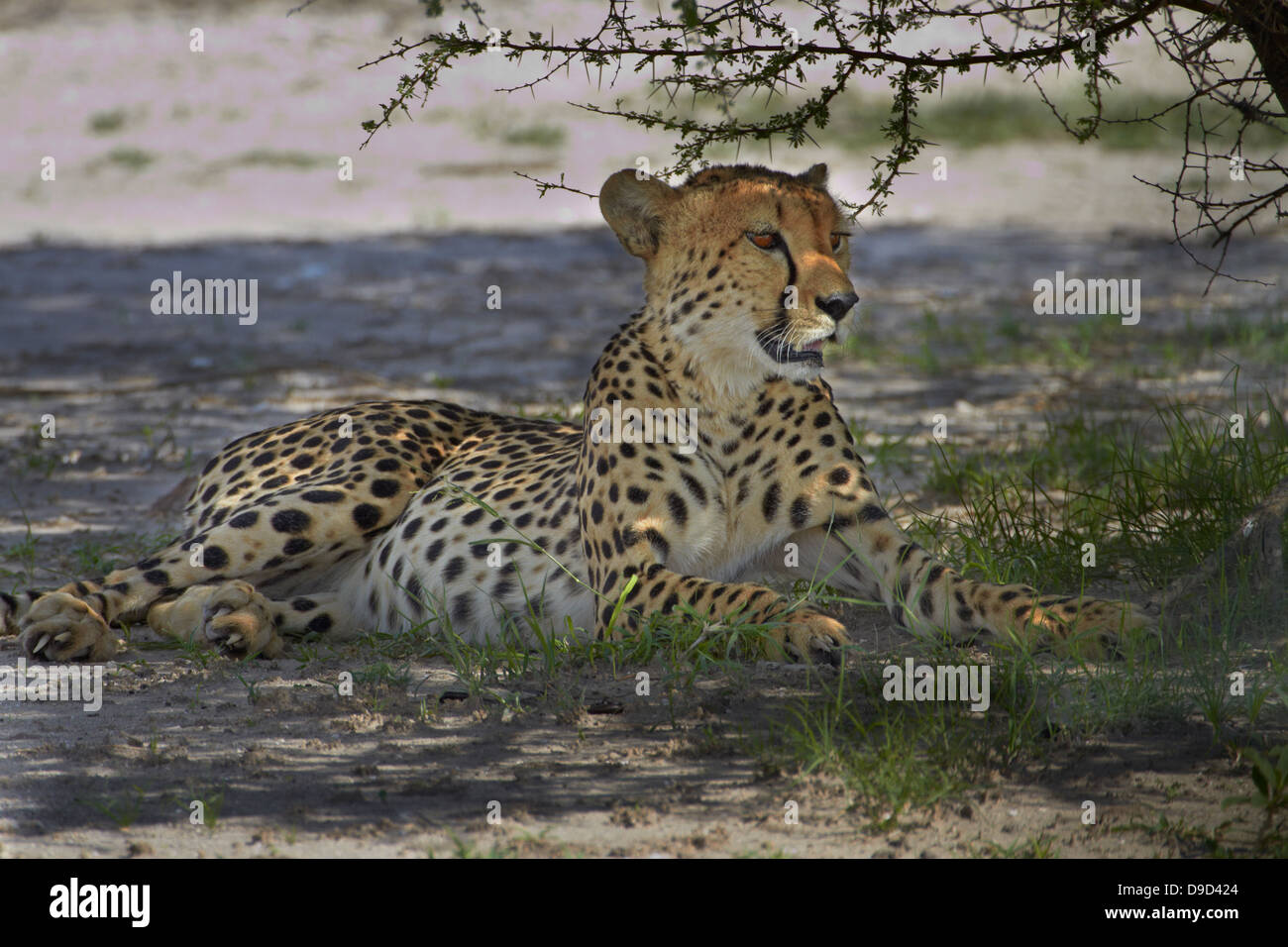 Cheetah (Acinonyx jubatus), Nxai Pan National Park, Botswana, Africa Stock Photo