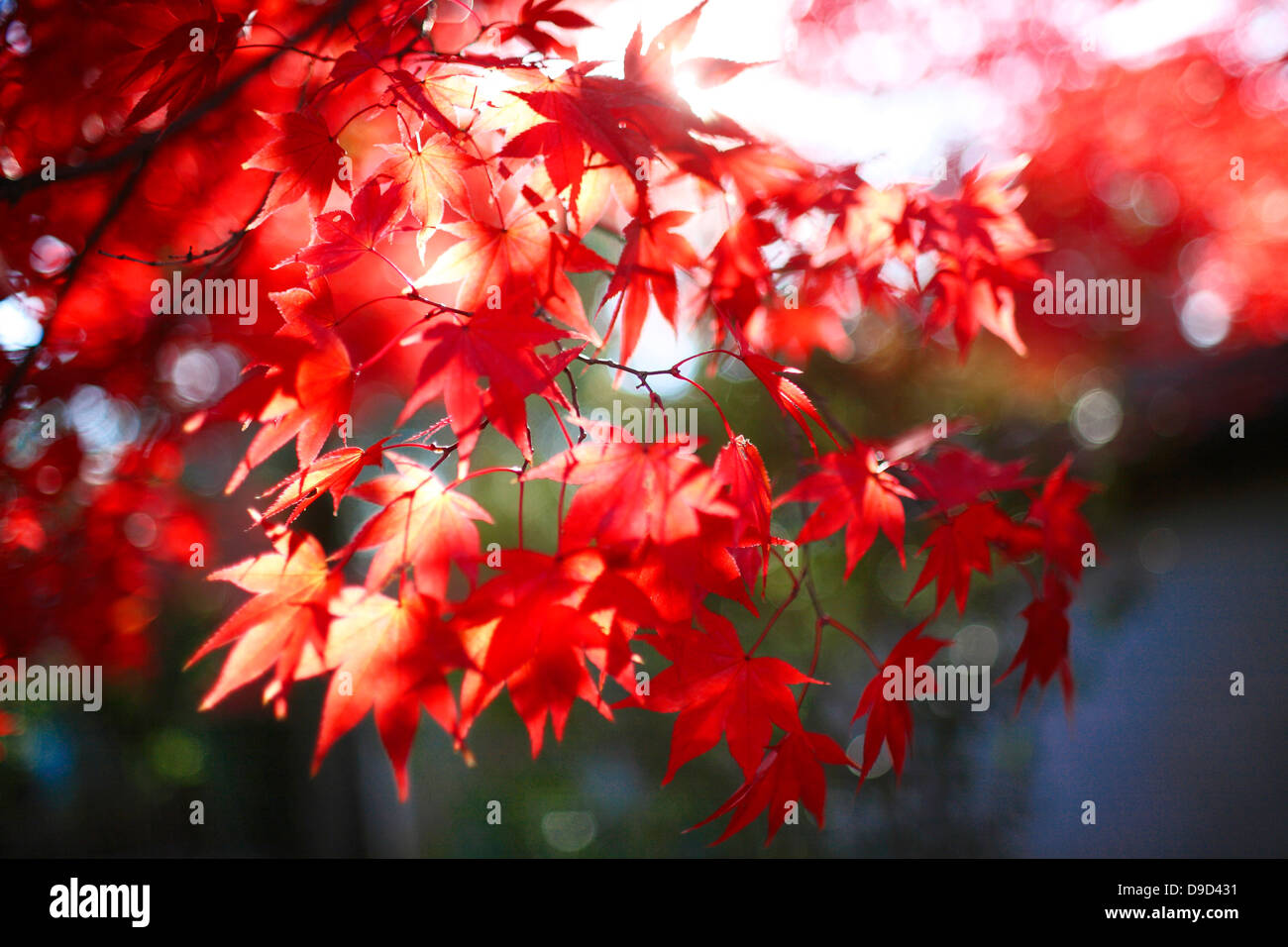 Red maple in sunshine hi-res stock photography and images - Alamy