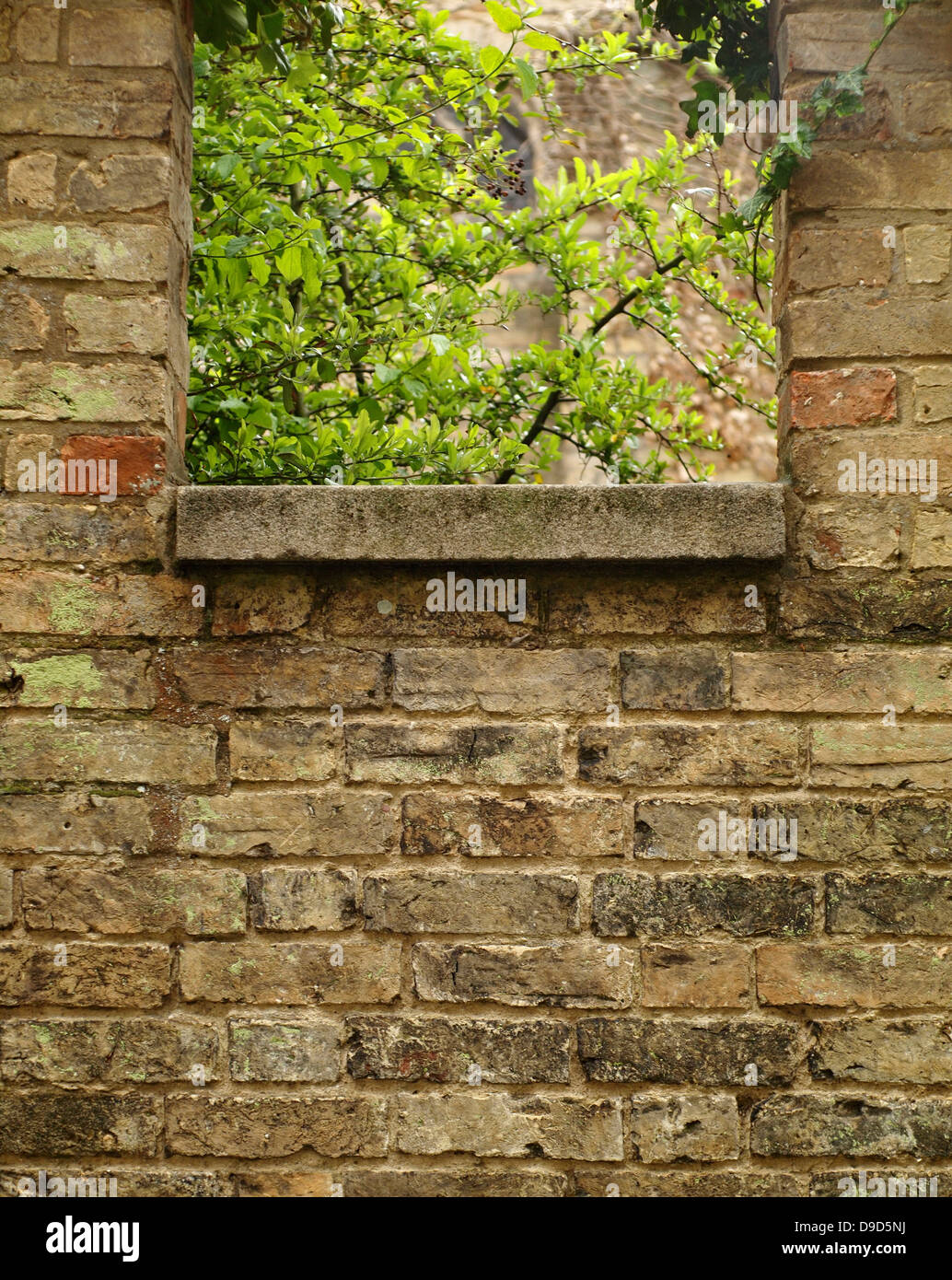 brick wall with opening showing tree branches Stock Photo