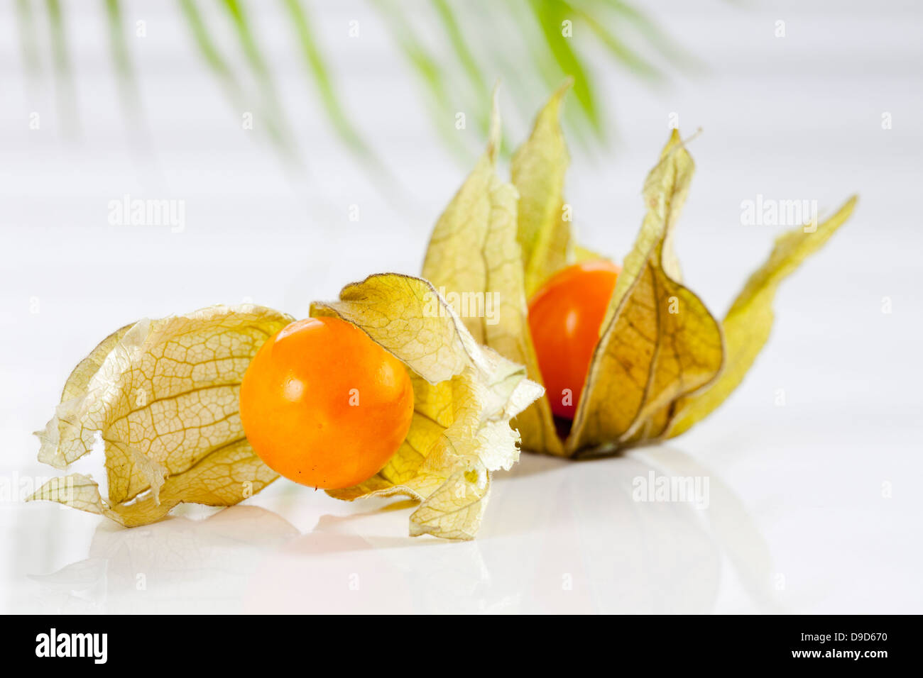 Physalis on white background, close up Stock Photo