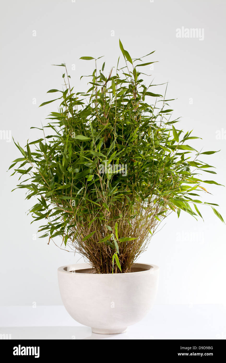 Bamboo plant in pot against white background Stock Photo Alamy