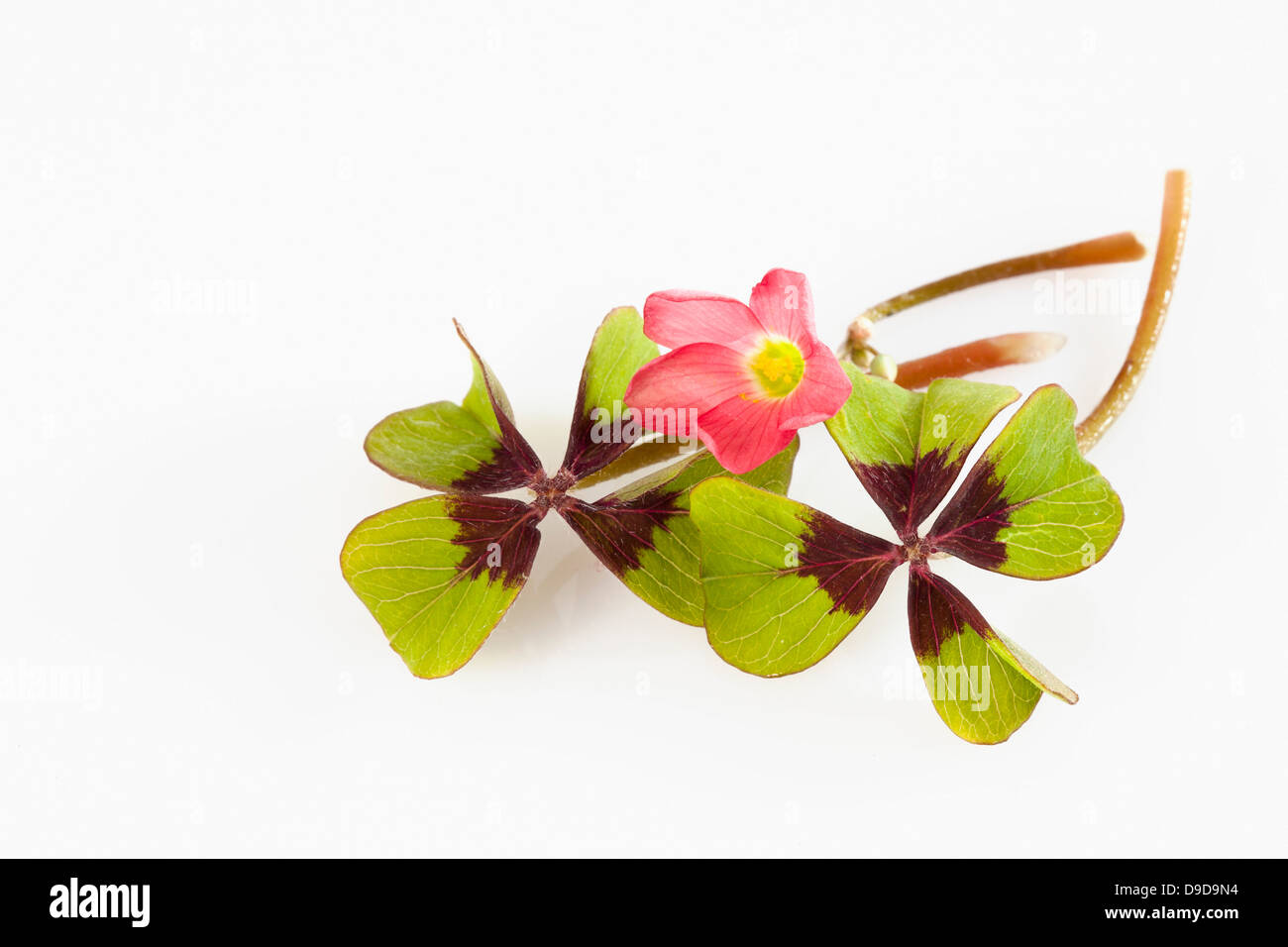 Four clover leaves with red bloom on white background, close up Stock Photo
