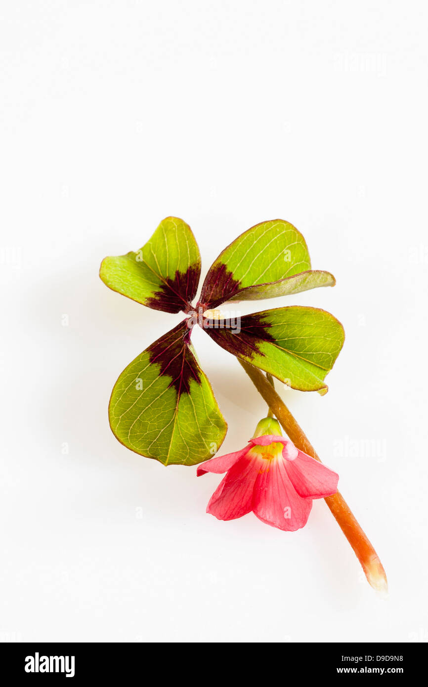Four clover leaves and red bloom on white background, close up Stock Photo