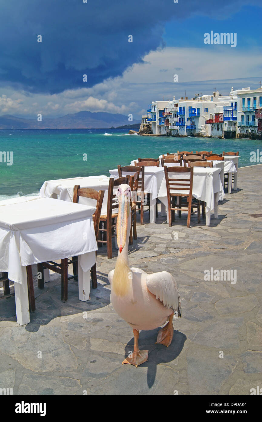 The famous pelican walking by the sea on Mykonos island, Greece Stock Photo